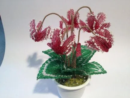 Cyclamen șirag de mărgele