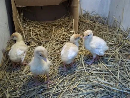 Pui ciugulesc reciproc la sânge care fac tratament (Peck) Pui ciugulesc reciproc la sângele care face, tratamentul