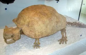Cum de a trăi pe Antarctica