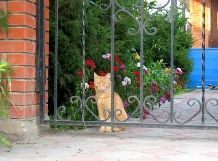 Cat fără o față Cat fără o față