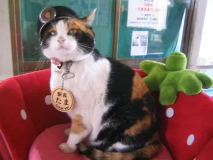 Cat fără o față Cat fără o față