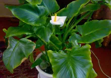 Flower Gloxinia - Îngrijire, reproducție și flori la domiciliu (fotografii și video)