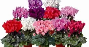 Flower euharis de îngrijire la domiciliu