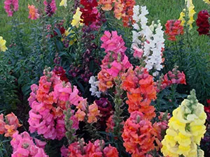 Snapdragon de flori - plantare și îngrijire, fotografii ale snapdragons, snapdragons în creștere din semințe; (Snapdragon) Snapdragon de flori - plantare și îngrijire, fotografii ale snapdragons, snapdragons în creștere din semințe;