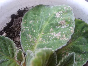Flower Gloxinia - Îngrijire, reproducție și flori la domiciliu (fotografii și video)