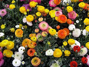 Flori cocoșului - plantare și îngrijire, Buttercup fotografie, în creștere în grădină; Buttercup gradina sau din Asia - în cazul în care (tipurile de) Flori cocoșului - plantare și îngrijire, Buttercup fotografie, în creștere în grădină; Buttercup gradina sau din Asia - atunci când