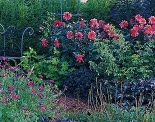 Dahlia de flori