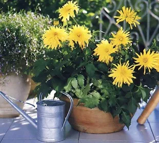 Dahlia de flori