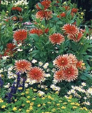 Dahlia de flori