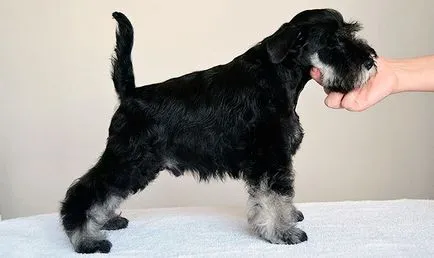 Schnauzer miniatural - fotografii, descriere, natura, conținutul, cumpara, comentarii