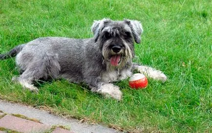 Schnauzer miniatural - fotografii, descriere, natura, conținutul, cumpara, comentarii