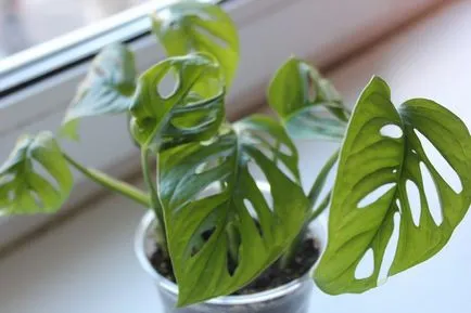 Monstera de flori (27 poze) tipuri de plante, locul de nastere unde creste, infloreste ca foi tăiate, udare, ingrijire