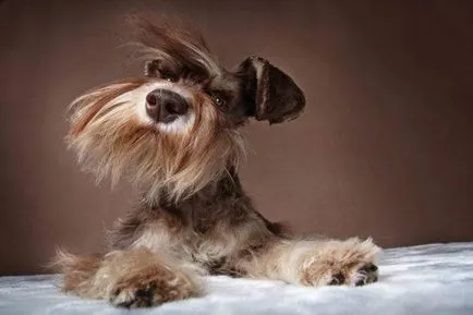 Miniature câine fotografie Schnauzer, pret, descriere rasa, caracter, video (preț) Miniature câine fotografie Schnauzer, pret, descriere rasa, caracter, video