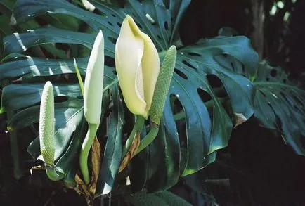 Monstera de flori (27 poze) tipuri de plante, locul de nastere unde creste, infloreste ca foi tăiate, udare, ingrijire