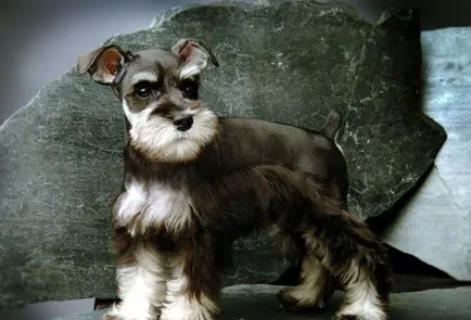 Schnauzer miniatural Proprietar Opinii