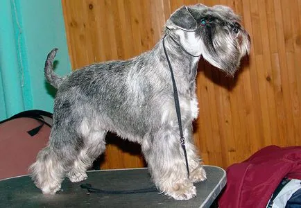 Schnauzer miniatural - fotografii, descriere, natura, conținutul, cumpara, comentarii