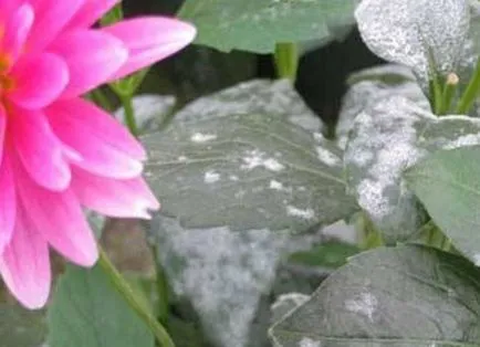Flori anuale dalii - plantare și îngrijire (anual) Flori anuale dalii - plantare și îngrijire