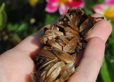 Flori anuale dalii - plantare și îngrijire (Dahlia) Flori anuale dalii - plantare și îngrijire