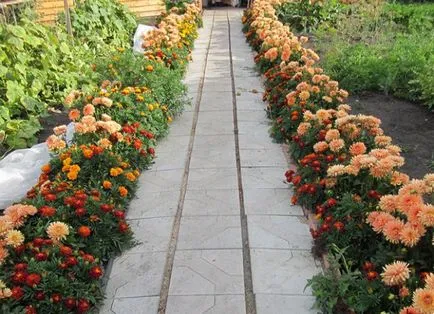 Flori anuale dalii - plantare și îngrijire (Dahlia) Flori anuale dalii - plantare și îngrijire