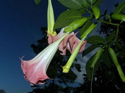 Brugmansia de flori - în creștere din semințe Brugmansia reproducere și întreținere (iernare) Brugmansia flori - tot mai mare de semințe, creșterea și îngrijirea Brugmansia