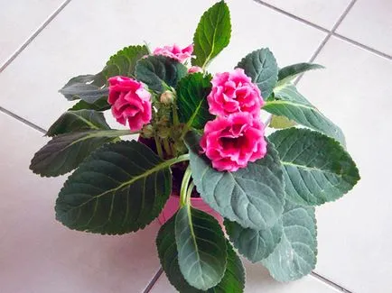 Flower Gloxinia - de îngrijire în casa de semințe Gloxinia, de plantare și Gloxinia de reproducție; (Flori) Flower Gloxinia - de îngrijire în casa de semințe Gloxinia, de plantare și Gloxinia de reproducție;