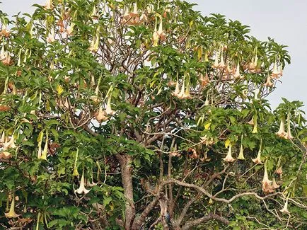 Brugmansia flori - tot mai mare de semințe, de reproducție și de îngrijire Brugmansia (Brugmansia) Brugmansia flori - tot mai mare de semințe, creșterea și îngrijirea Brugmansia