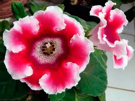 Flower Gloxinia - de îngrijire în casa de semințe Gloxinia, de plantare și Gloxinia de reproducție; (Udare) Flower Gloxinia - de îngrijire în casa de semințe Gloxinia, de plantare și Gloxinia de reproducție;