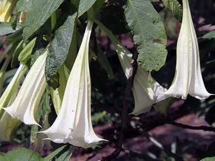 Brugmansia floare - în creștere din semințe Brugmansia reproducere și întreținere (plantare) Brugmansia flori - tot mai mare de semințe, creșterea și îngrijirea Brugmansia