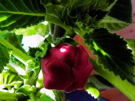 Flower Gloxinia - de îngrijire în casa de semințe Gloxinia, de plantare și Gloxinia de reproducție; (Îngrășăminte) Flower Gloxinia - de îngrijire în casa de semințe Gloxinia, de plantare și Gloxinia de reproducție;