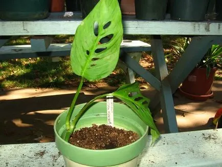 Monstera de flori (27 poze) tipuri de plante, locul de nastere unde creste, infloreste ca foi tăiate, udare, ingrijire