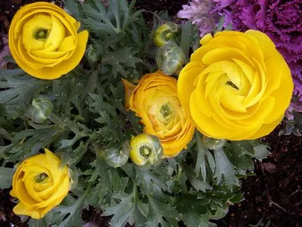 Flori cocoșului - plantare și îngrijire, Buttercup fotografie, în creștere în grădină; Buttercup gradina sau din Asia - în cazul în care (aterizare) Flori cocoșului - plantare și îngrijire, Buttercup fotografie, în creștere în grădină; Buttercup gradina sau din Asia - atunci când