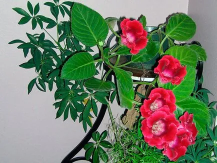 Flower Gloxinia - de îngrijire în casa de semințe Gloxinia, de plantare și Gloxinia de reproducție; (Pest) Flower Gloxinia - de îngrijire în casa de semințe Gloxinia, de plantare și Gloxinia de reproducție;