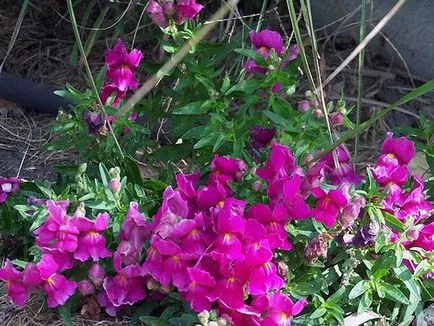 Snapdragon de flori - plantare și îngrijire, fotografii ale snapdragons, snapdragons în creștere din semințe; (Îngrijire) Snapdragon de flori - plantare și îngrijire, fotografii ale snapdragons, snapdragons în creștere din semințe;