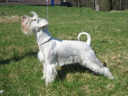 Miniature câine fotografie Schnauzer, pret, descriere rasa, caracter, video (schnauzer miniatură) Miniature câine fotografie Schnauzer, pret, descriere rasa, caracter, video