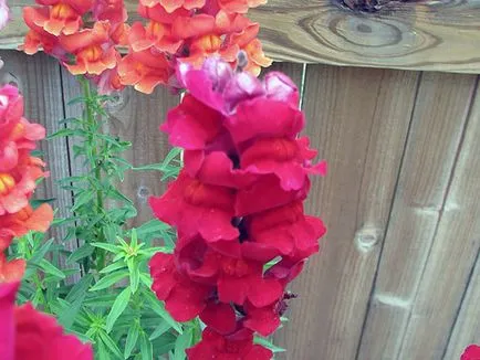 Snapdragon de flori - plantare și îngrijire, fotografii ale snapdragons, snapdragons în creștere din semințe; (Antirrhinum) Snapdragon de flori - plantare și îngrijire, fotografii ale snapdragons, snapdragons în creștere din semințe;