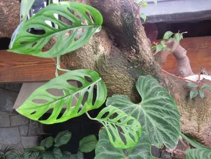 Monstera de flori (27 poze) tipuri de plante, locul de nastere unde creste, infloreste ca foi tăiate, udare, ingrijire