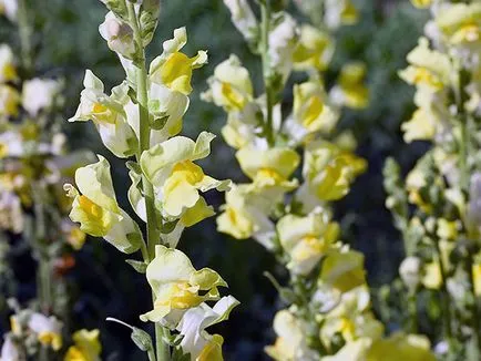 Snapdragon de flori - plantare și îngrijire, fotografii ale snapdragons, snapdragons în creștere din semințe; (Îngrijire) Snapdragon de flori - plantare și îngrijire, fotografii ale snapdragons, snapdragons în creștere din semințe;