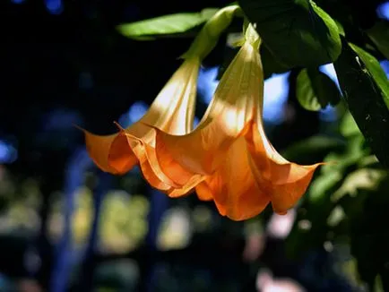 Brugmansia floare - în creștere din semințe Brugmansia reproducere și întreținere (plantare) Brugmansia flori - tot mai mare de semințe, creșterea și îngrijirea Brugmansia