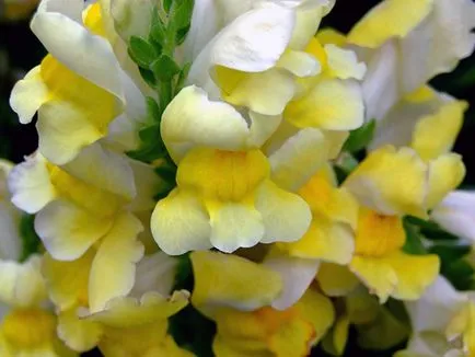 Snapdragon de flori - plantare și îngrijire, fotografii ale snapdragons, snapdragons în creștere din semințe; (Flori) Snapdragon de flori - plantare și îngrijire, fotografii ale snapdragons, snapdragons în creștere din semințe;