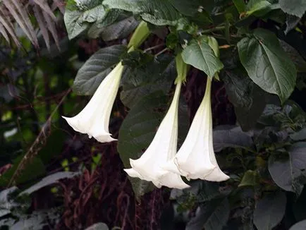 Brugmansia de flori - în creștere din semințe Brugmansia reproducere și de îngrijire (de îngrijire) Brugmansia flori - tot mai mare de semințe, creșterea și îngrijirea Brugmansia