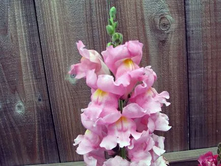 Snapdragon de flori - plantare și îngrijire, fotografii ale snapdragons, snapdragons în creștere din semințe; (Snapdragon) Snapdragon de flori - plantare și îngrijire, fotografii ale snapdragons, snapdragons în creștere din semințe;