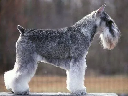 Miniature câine fotografie Schnauzer, pret, descriere rasa, caracter, video (foto) Miniature câine fotografie Schnauzer, pret, descriere rasa, caracter, video