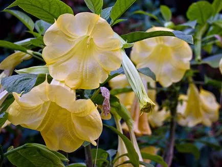 Brugmansia de flori - în creștere din semințe Brugmansia de reproducere și de îngrijire (tipuri de) Brugmansia flori - tot mai mare de semințe, creșterea și îngrijirea Brugmansia