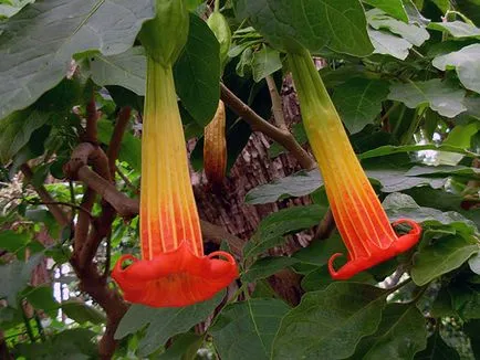 Brugmansia de flori - în creștere din semințe Brugmansia reproducere și de îngrijire (semințe) Brugmansia flori - tot mai mare de semințe, creșterea și îngrijirea Brugmansia