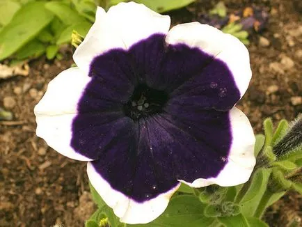 flori Petunia - tot mai mare de semințe, fotografie petunie, îngrijire și de plantare, petunie după înflorire