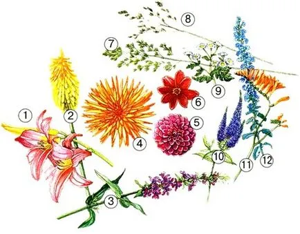 Dahlia de flori