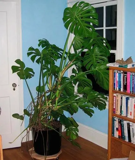 Monstera de flori (27 poze) tipuri de plante, locul de nastere unde creste, infloreste ca foi tăiate, udare, ingrijire