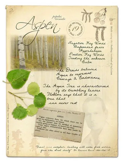 Bach Flower Essences
