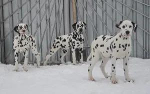 Dalmatian - descriere rasa, poze, pret