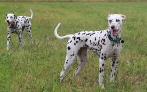 Dalmatian - descriere rasa, poze, pret